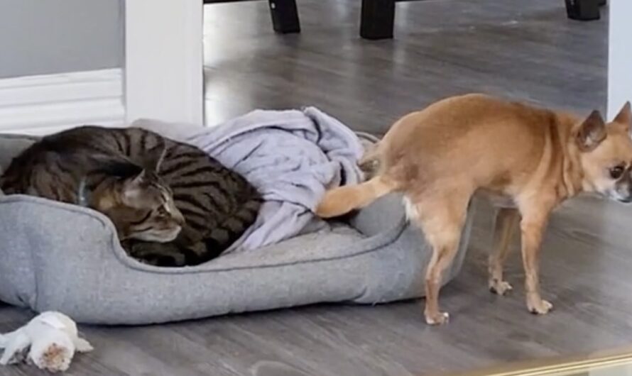 Tiny Dog Hilariously Finds Courage To Get Into Bed With Cat