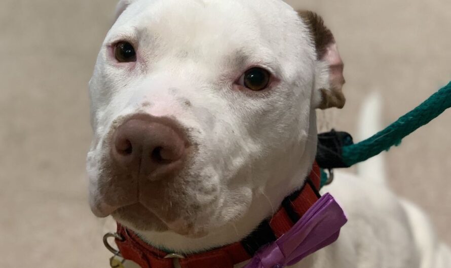 Shelter Shares Why Deserving Dog Overlooked For Nearly A Year No Longer There