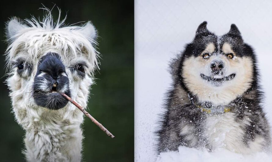 Have A Giggle At These 26 Finalists From The Comedy Pet Photography Awards