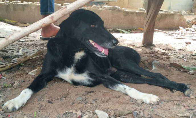 disabled dog rescues baby