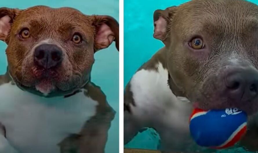 Pit Bull Wants To Be In The Pool All The Time