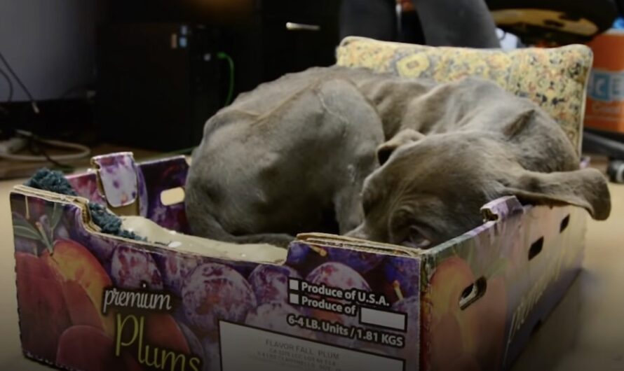 Rescued Pit Bull Reluctant To Leave Plum Box He Was Found In