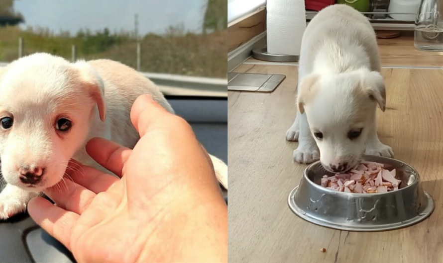 A weeks-old puppy that had been brutally abandoned by its owners grows into the cutest boy ever