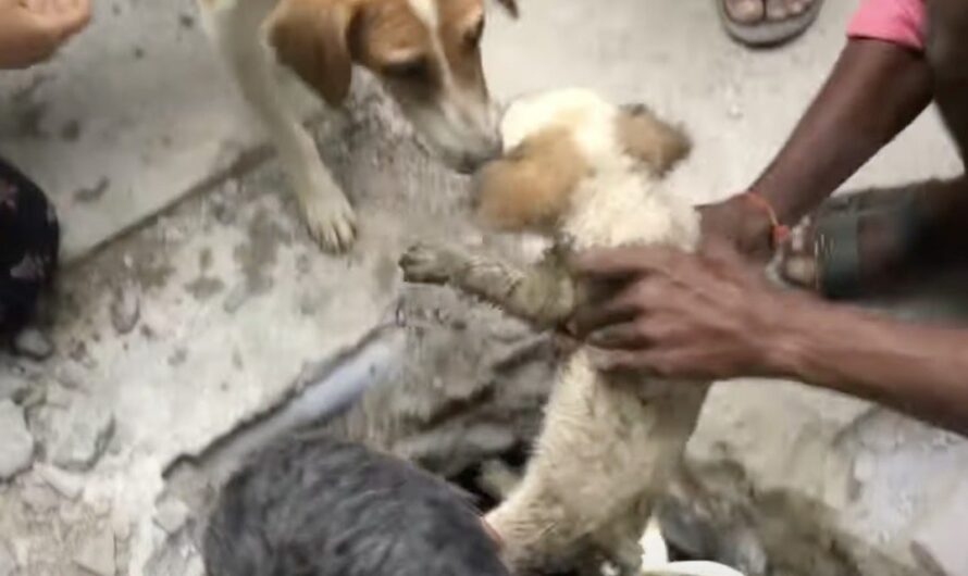 Puppies Trapped In Sewer Drain Reunited With Their Mother