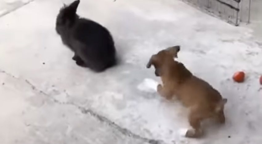 Puppy Imitates Bunny Rabbit By Hopping Along Behind Him