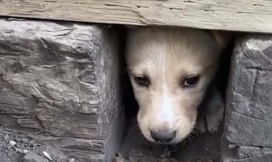 Feral Puppy Leads Rescuer Straight To Her Hiding Siblings