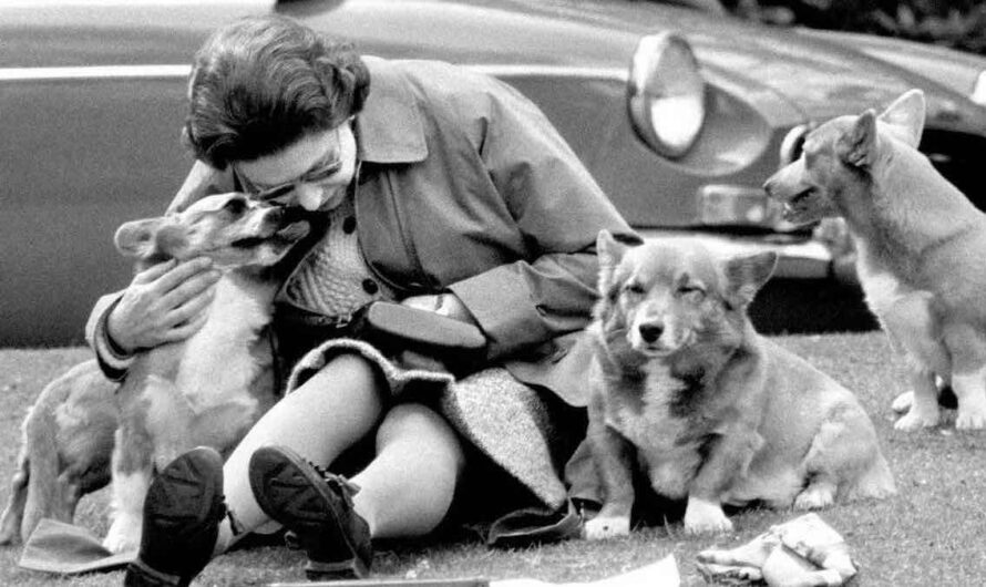 The Queen And Her Corgis – A Look Back At Queen Elizabeth II’s Love Of Dogs