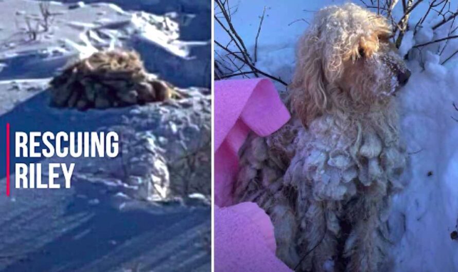 Stray Dog Nearly Frozen In Snow Found Just In Time