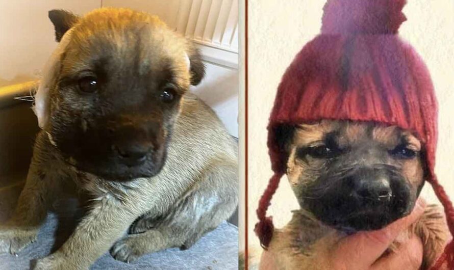 ‘Toughest Little Puppy’ Nearly Freezes Under Concrete Porch But Survives Injuries And The Cold