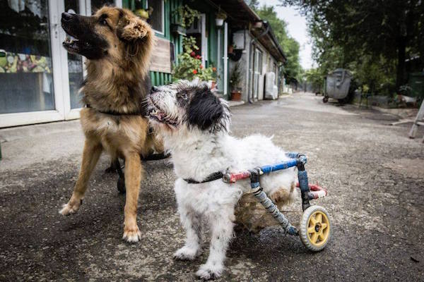 romanian-dog-wheels-1