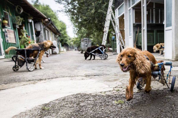 romanian-dog-wheels-2