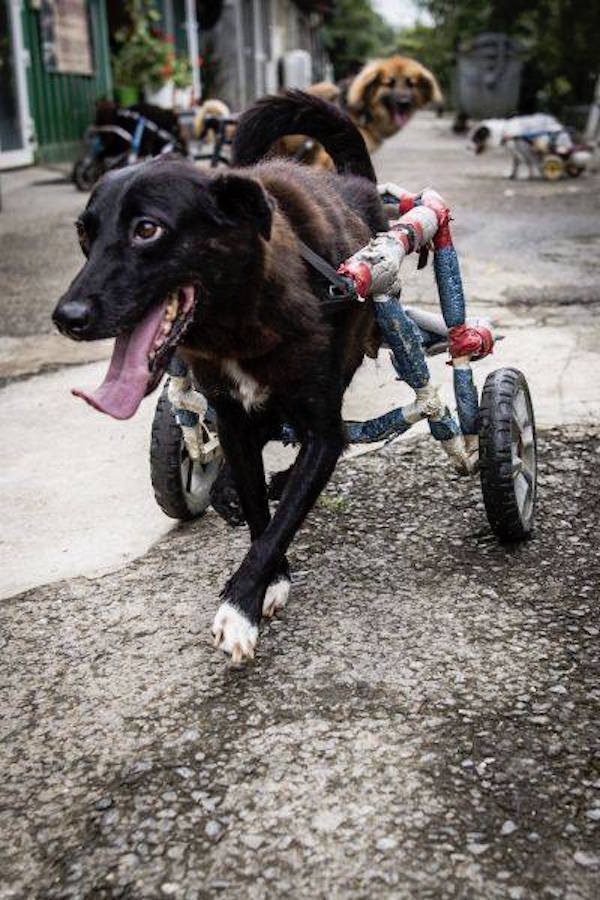 romanian-dog-wheels-3