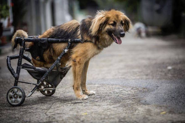 romanian-dog-wheels-4