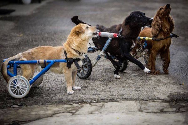 romanian-dog-wheels-5