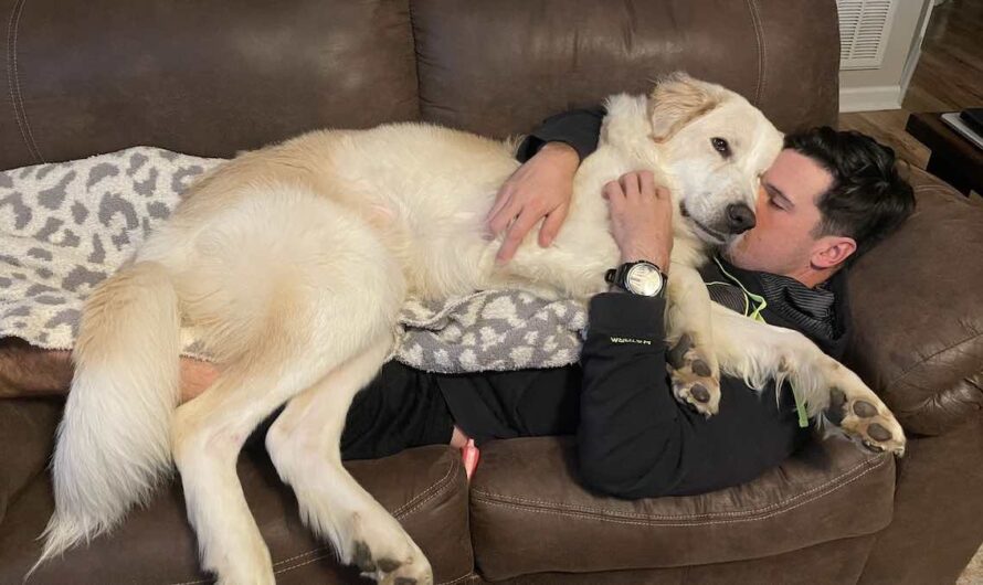 Dog Returned to Shelter 14 Times Finally Adopted