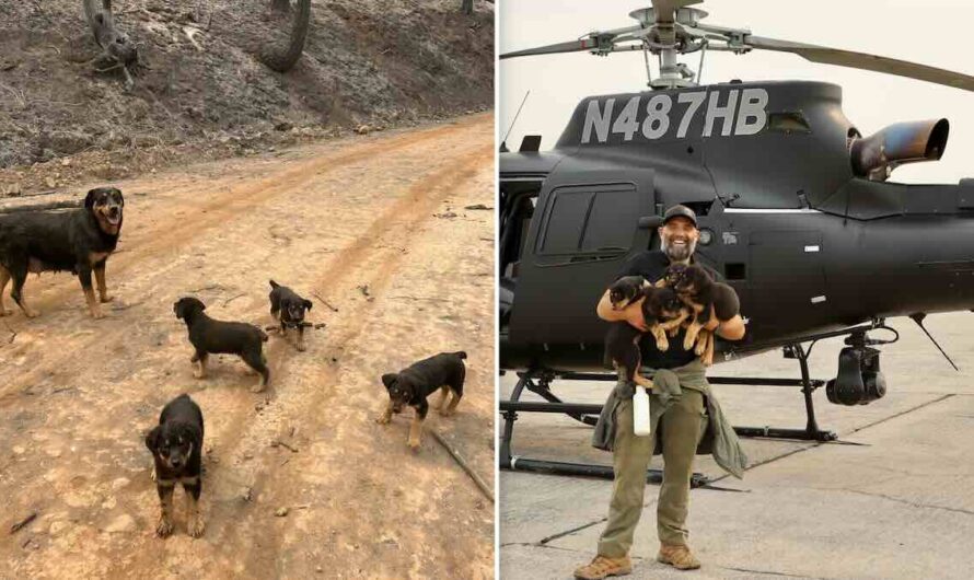 Heroic Rescuer Helicopters In, Then Runs Nearly Two Miles to Save Dog Family from California Wildfire