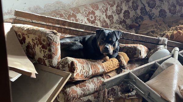 Rottie rescued from abandoned home