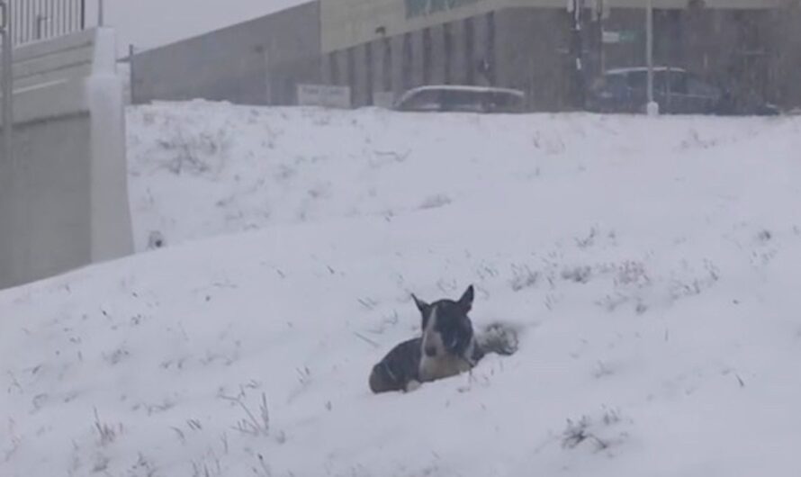 Bull Terrier Found Laying In The Snow Next To Freeway Melts In Rescuers Arms