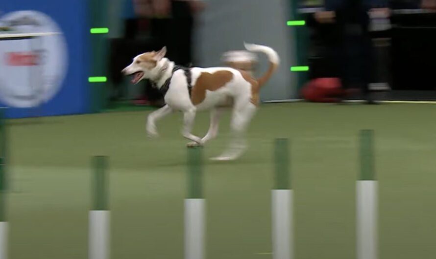 Rescue Dog Takes On Agility Course Her Way And Has Crowd Laughing