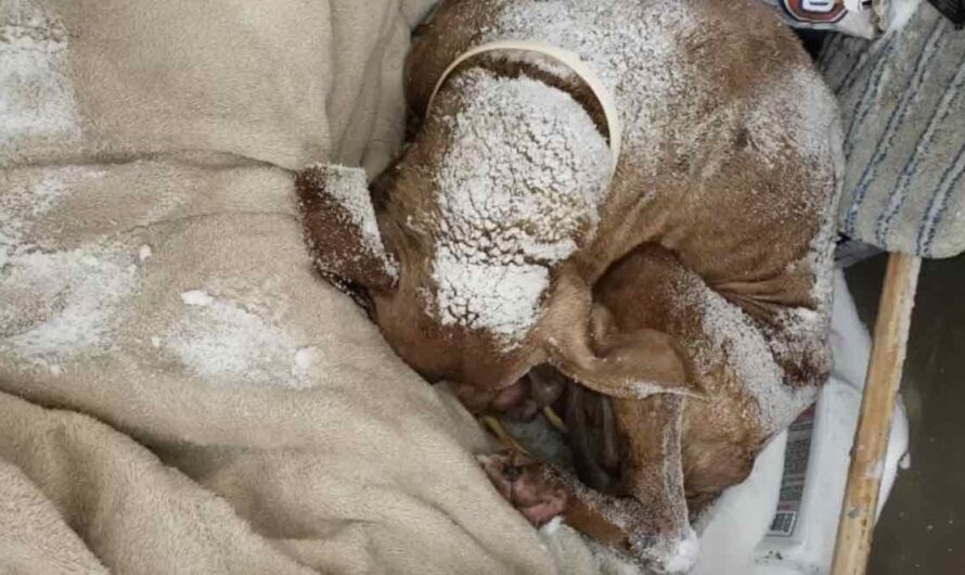 Senior Dog Found Covered In Snow Gets Christmas Day Rescue