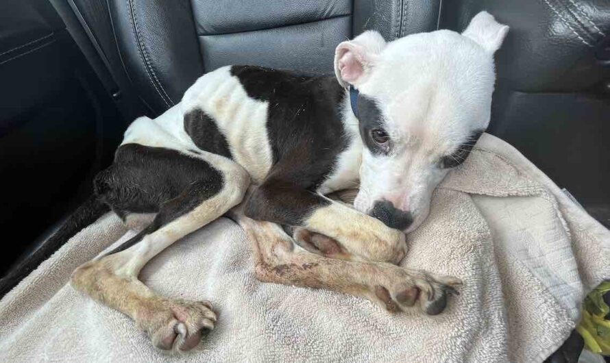 After Missing His Bus To Work, Man Rescues Poor Dog Tied Up At The Stop