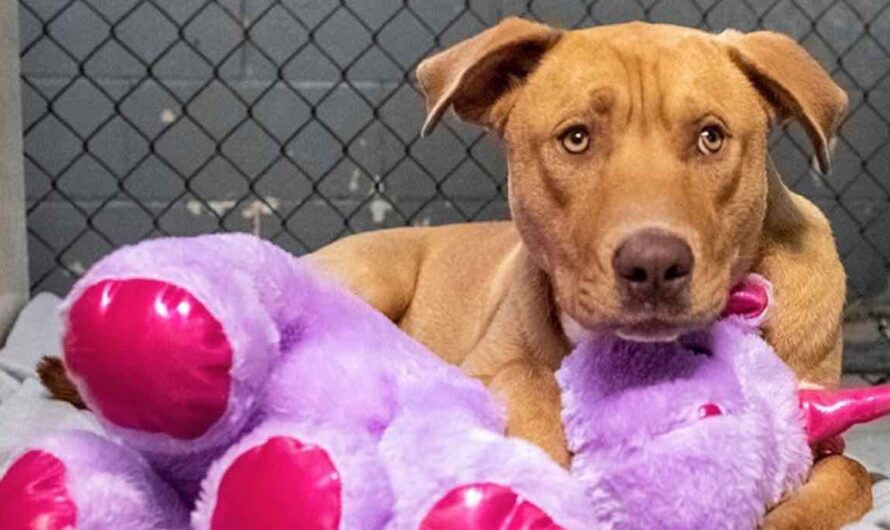 Stray Dog Who Kept Trying to Steal Unicorn Toy from Shop Gets Rescue and the Toy