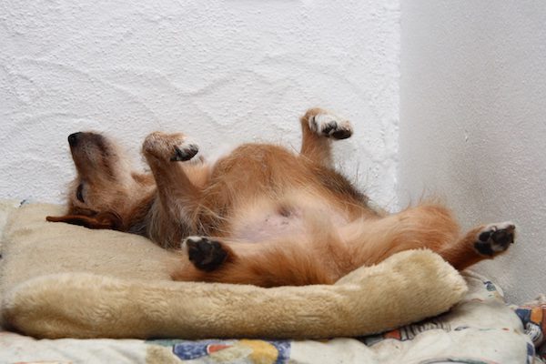 sleeping-dog-1