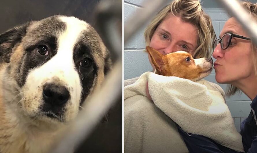 Dog Pals Locked In Crates For 6 Years Happily Reunite Months After Rescue