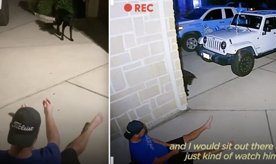 Man Sits Outside Home For Weeks To Gain Stray Dog’s Trust