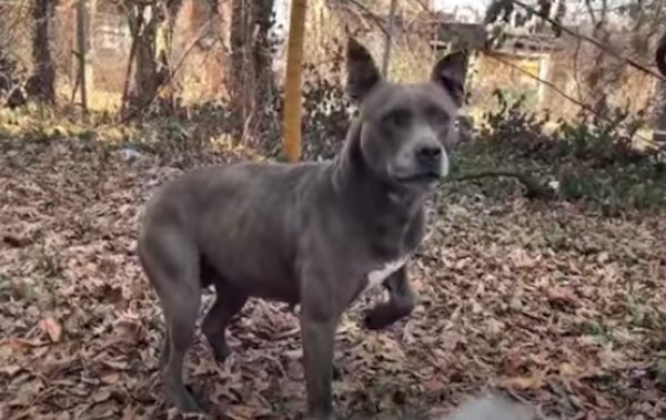 dog rescued from abandoned home