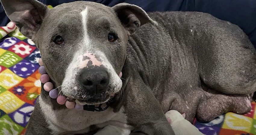 Senior Pit Bull Giving Birth So Grateful For Foster Mom’s Help