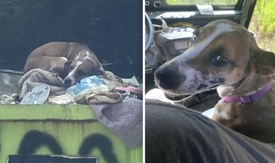 Dog Tossed In Trash Pile For Peeing Indoors Is Getting A Fresh Start