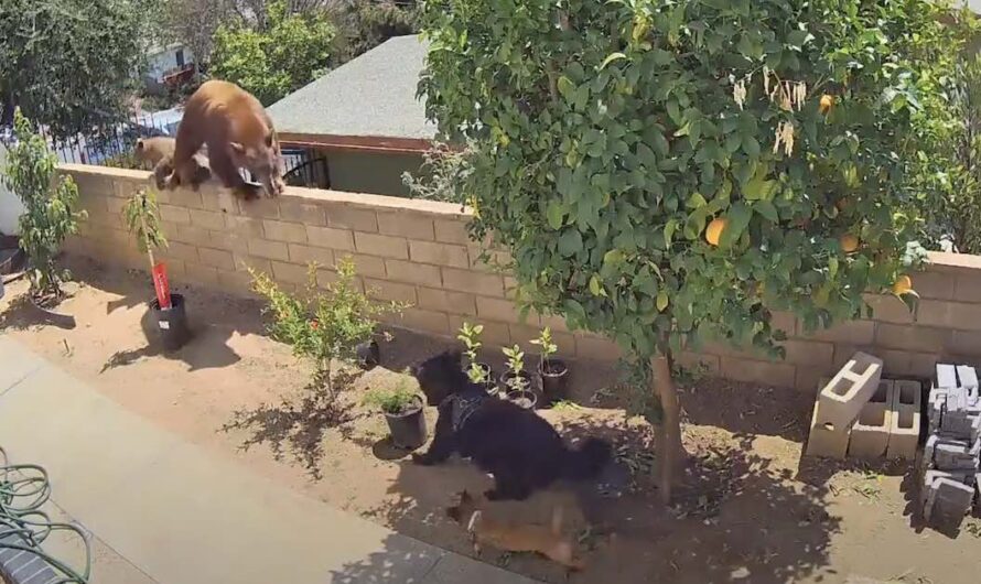 Teenage Girl Pushes Bear Out of Yard to Save Her Mom’s Service Dog