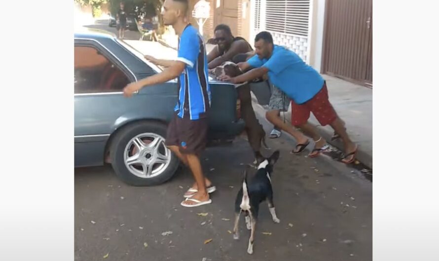 Friendly Dog Helps Push Neighbor’s Stalled Car