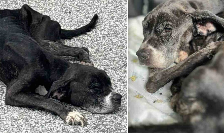 Senior Starving Dog Rescued From The Heat