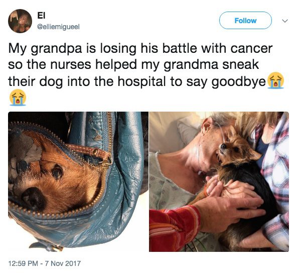 nurses sneak dog into hospital