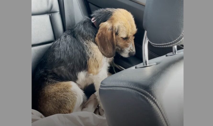 Scared Dog Stared At Walls For Hours Until New Family Earned His Trust